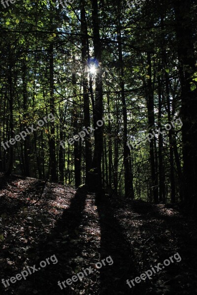 Trees Forest Branch Branches Fairy Tale Forest Autumn Forest