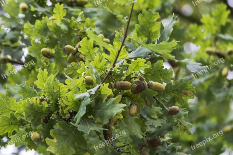 Autumn Acorns Oak Leaves Oak Tree