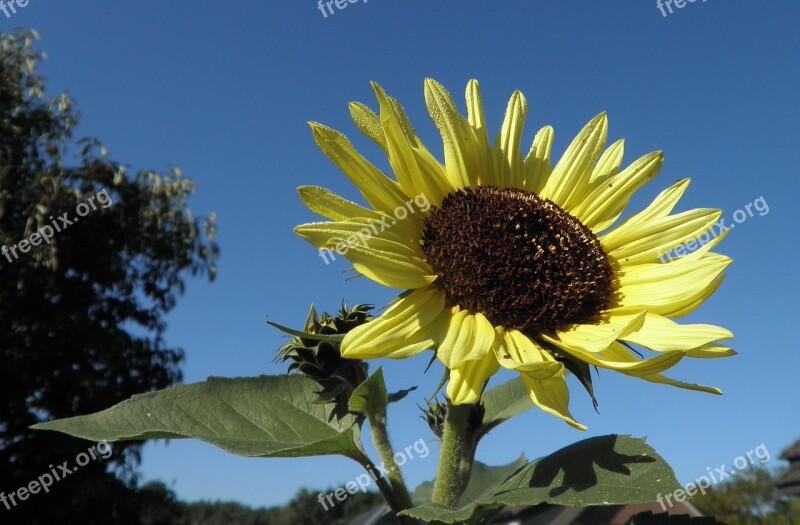 Sunflower Dewdrop Flower Yellow Garden