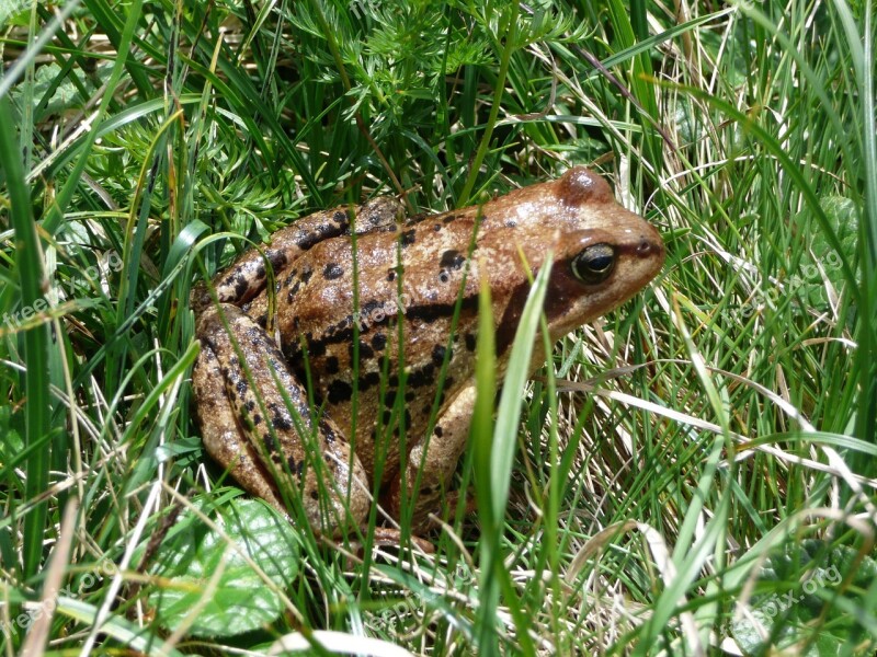 Frog Meadow Green Rest Relax