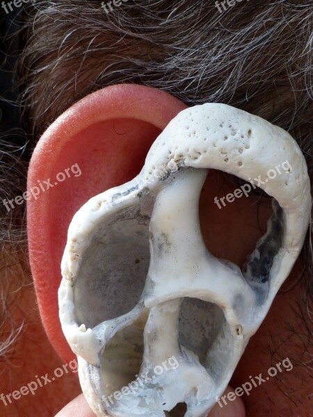 Ear Shell Ear Canal Inner Ear Balance