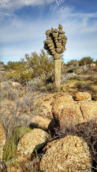 Arizona Saguaro Cactus Plant Flower