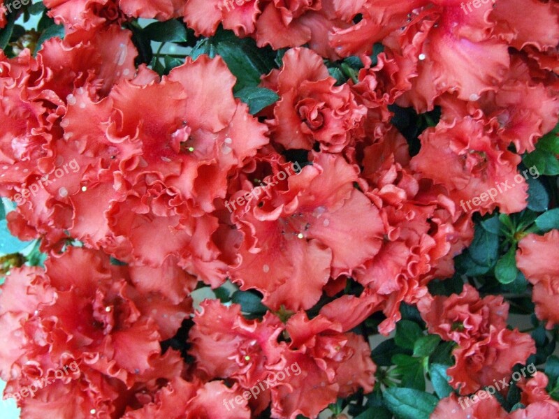 Flowers Azalea Vase Of Flowers Petals Red