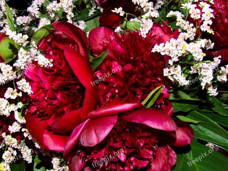 Peonies Flowers Red Garden Rosa