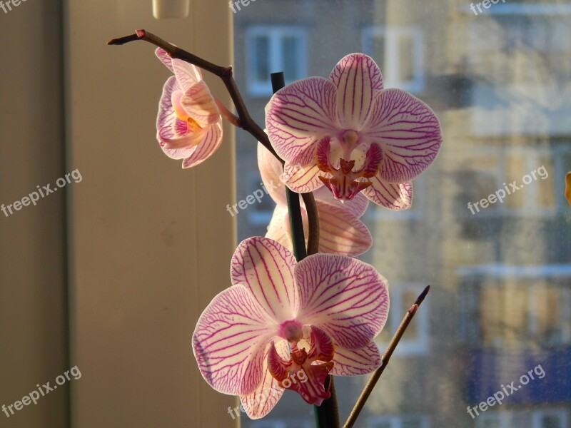 Orchid Window Bloom Flowers Beauty