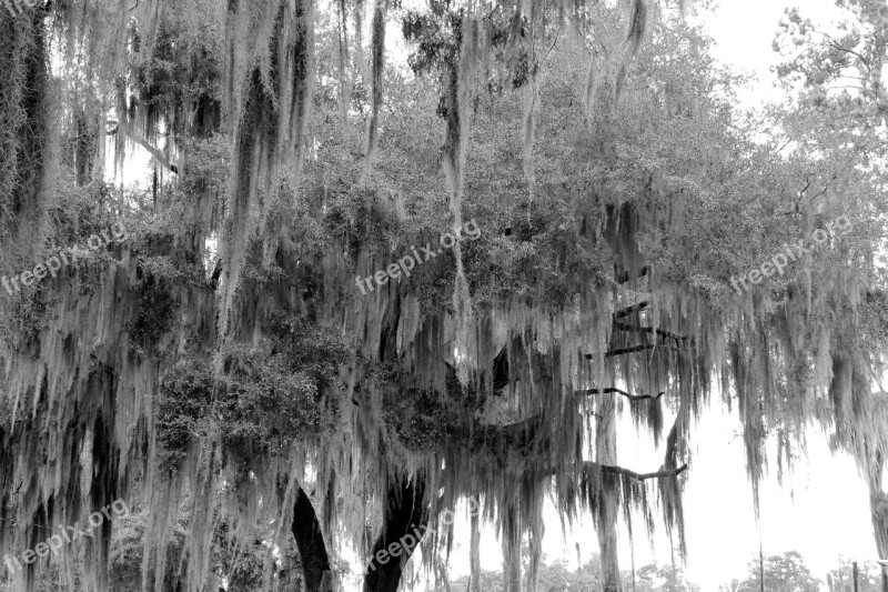 Oak Trees Moss Black And White Nature Swamp