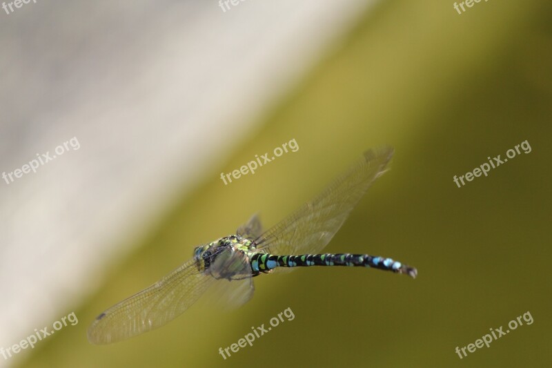 Dragonfly Garden Pond Bug Macro