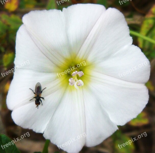 Flower Insect White Foreground White Flowers