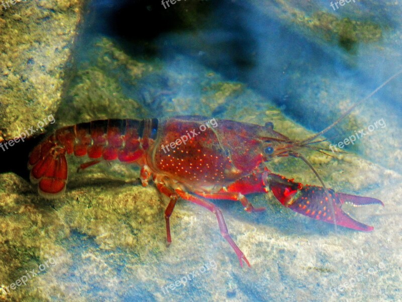 Crayfish American Crab River Crustacean Fish