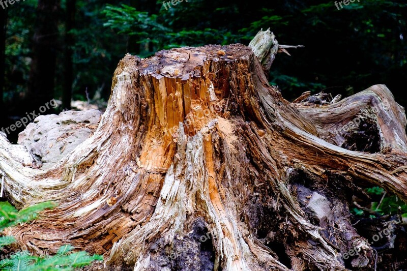 Tree Forest Nature Mood Old Tree