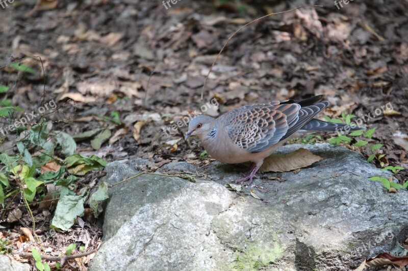 New Pigeon Mountain Dove Nature Birds