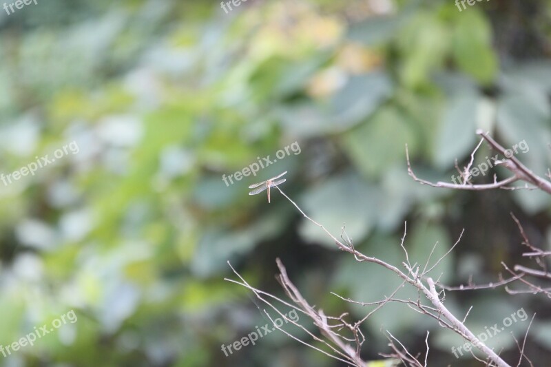 Dragonfly Autumn Nature Forest Mountain