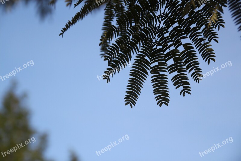 Wood Nature Autumn The Leaves Blue