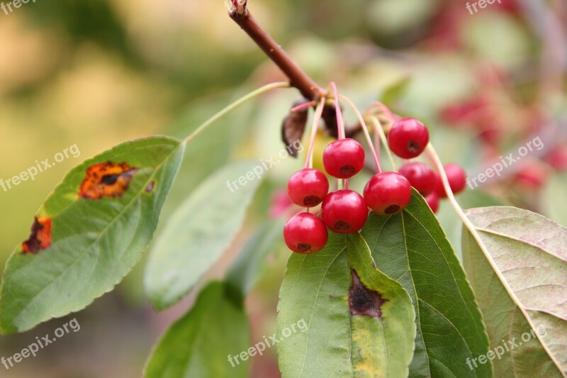 Fruit Nature Forest Mountain Wood