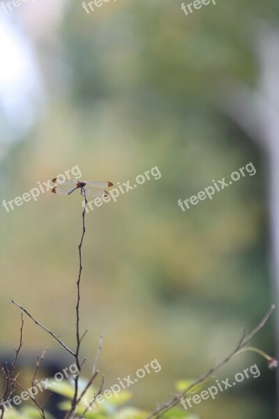 Dragonfly Autumn Nature Forest Mountain