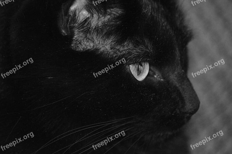 Cat Feline Animal Eye Black And White