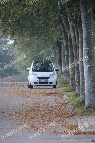 Autumn Wood Car White Road