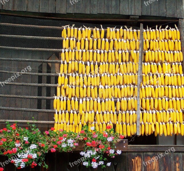 Corn Yellow Tubes Agricultural Plant Harvest Farm