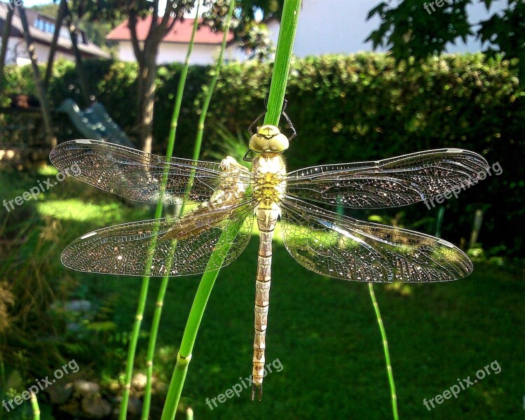 Dragonfly Natur Insect Macro Garden