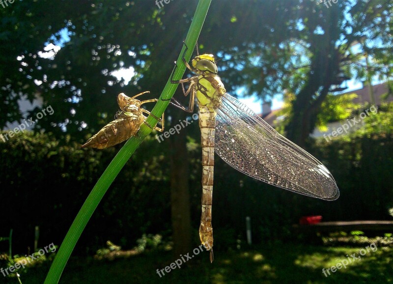 Dragonfly Nature Summer Garden Insects