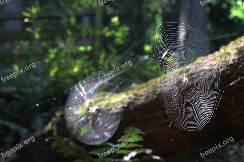 Spider Nature Web Spider Web Natural