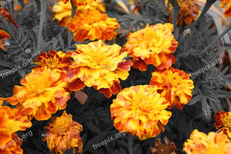 Flowers Barhotki Orange Yellow Garden Flower