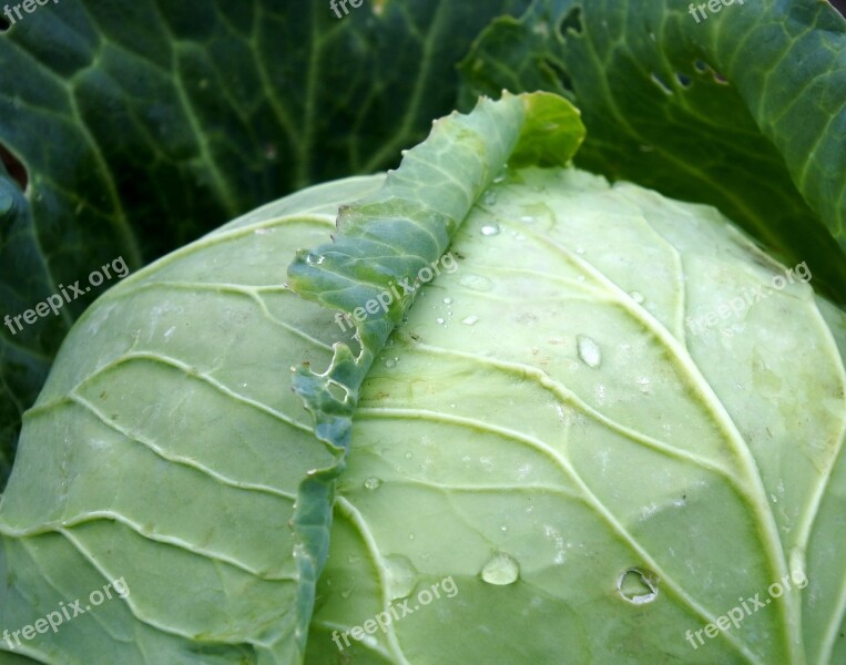 Cabbage Vegetable Green Nutrition Food