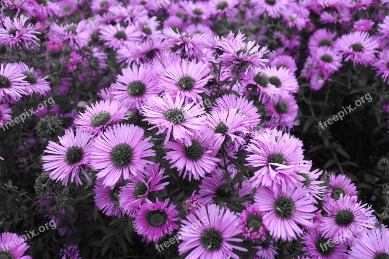 Flowers Lilac Bouquet Bush Garden