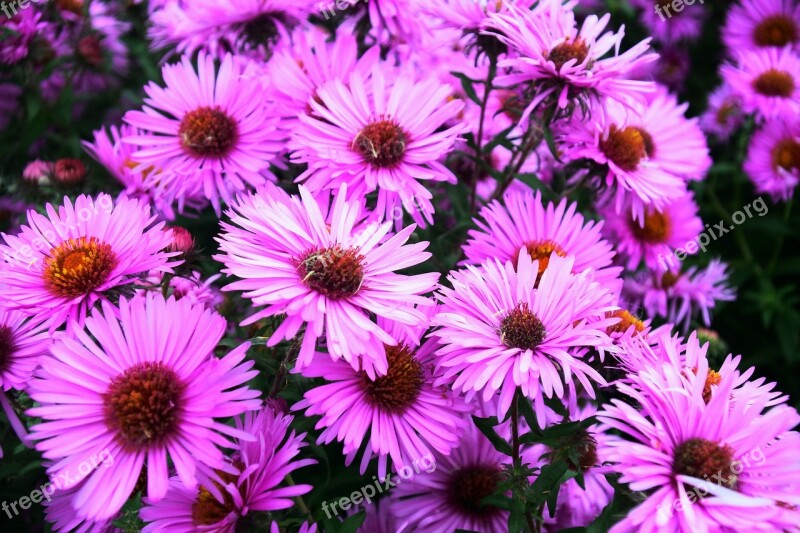 Flowers Lilac Bouquet Bush Garden