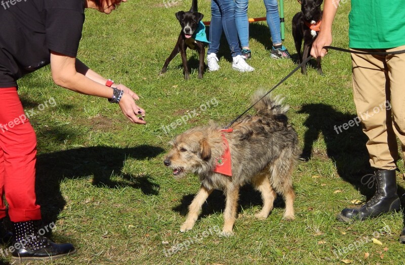 Dog Show Dogs Parade Fun Spacer