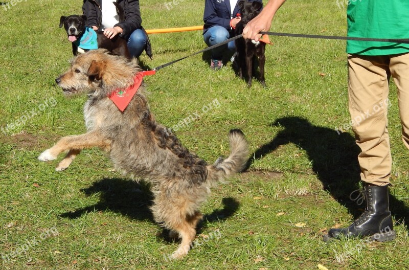 Dog Show Dogs Parade Fun Spacer