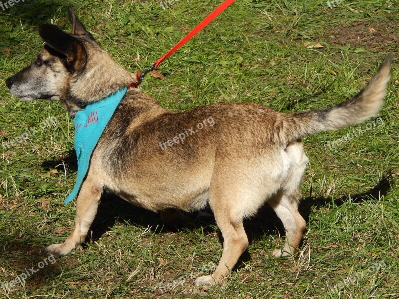 Dog Show Dogs Parade Fun Spacer