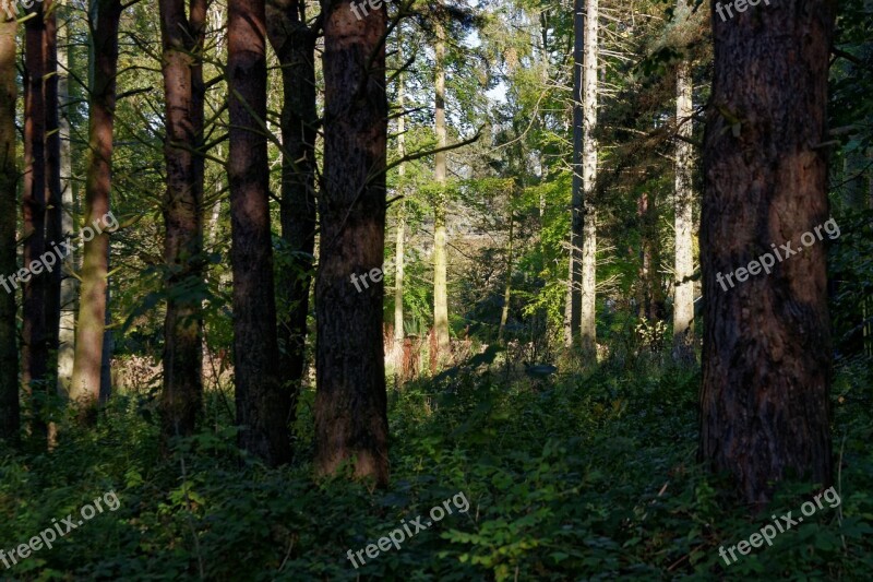 Forest Woods Trees Nature Forest Landscape