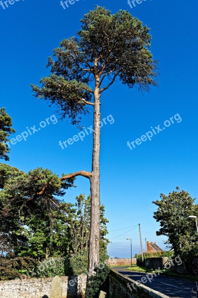 Tall Tree High Tree Tall Nature