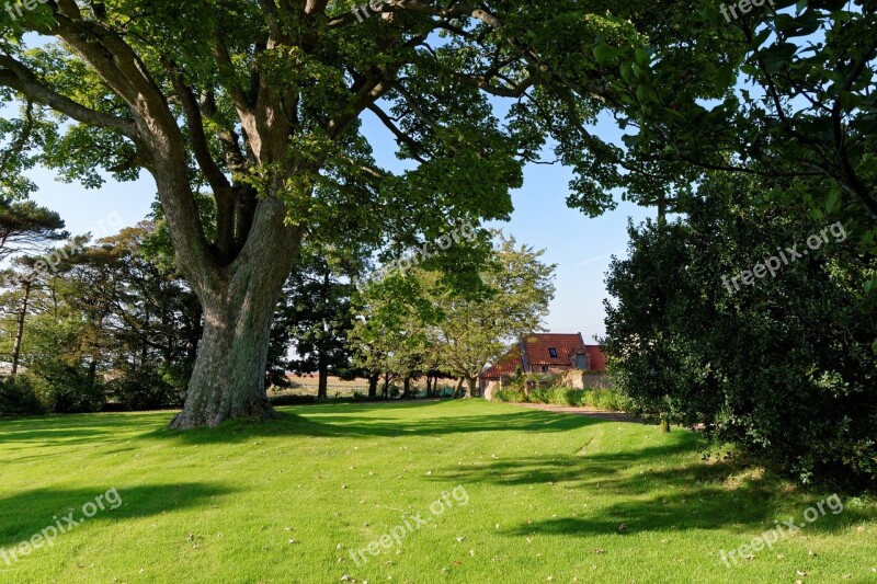 Tree Lawn Grass Green Landscape