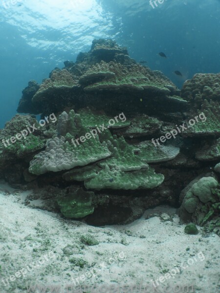 Coral Underwater Reef Ocean Water