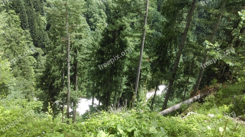 Deep Trees Valley Forest Nature