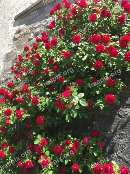 Roses Entwine Red Bloom Flowers