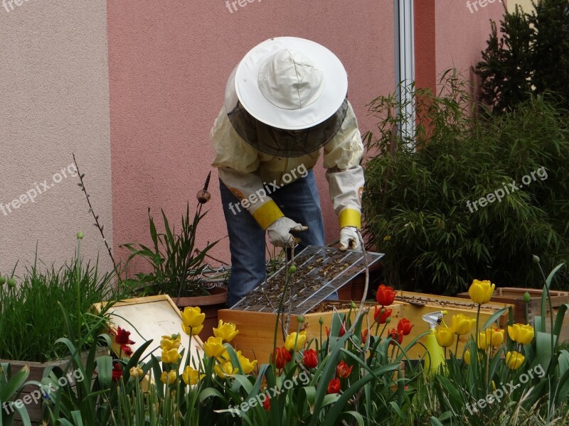 Beekeeper Bees Human Honey Honey Bees