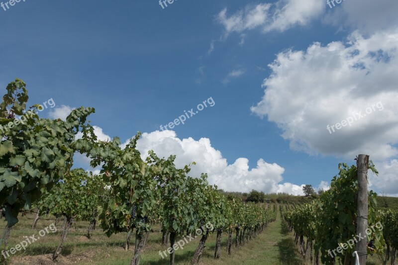 Winegrowing Vineyard Vine Slope Nature