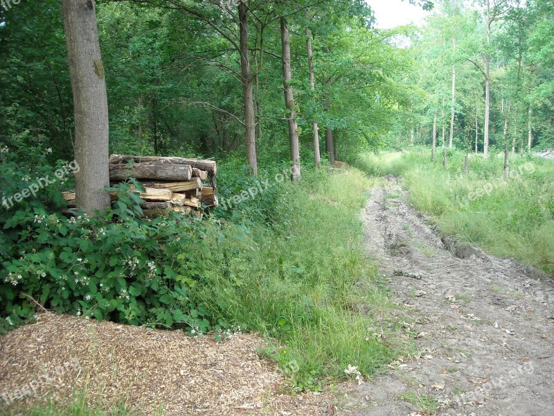 Nature Green Forest Trees Cut Trees