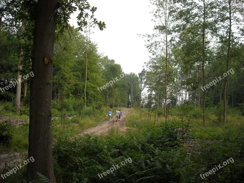 Nature Green Forest Trees Walking Path