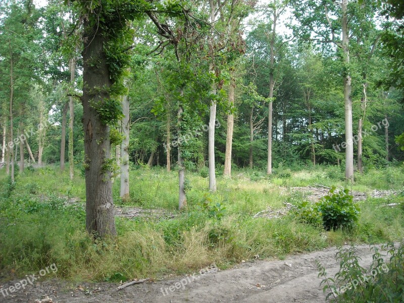 Nature Green Forest Trees Walking Path