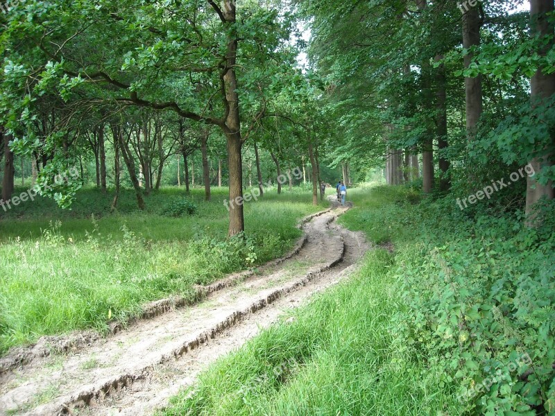 Nature Forest Trees Walking Path Green