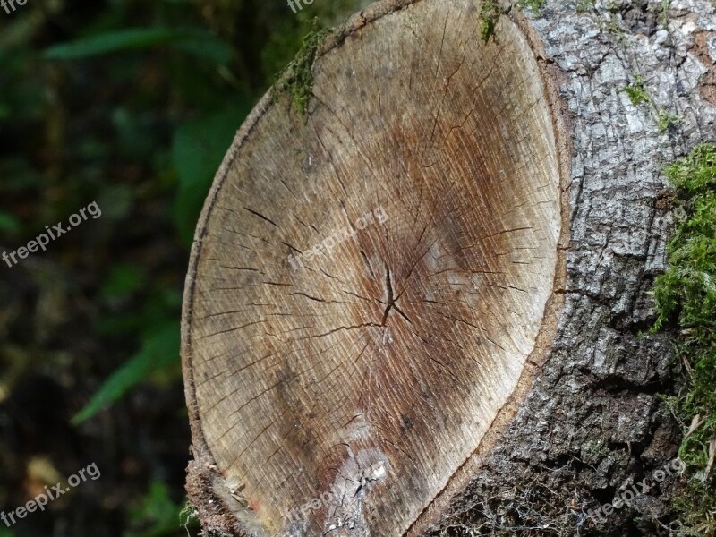 Tree Like Log Sawed Off Nature