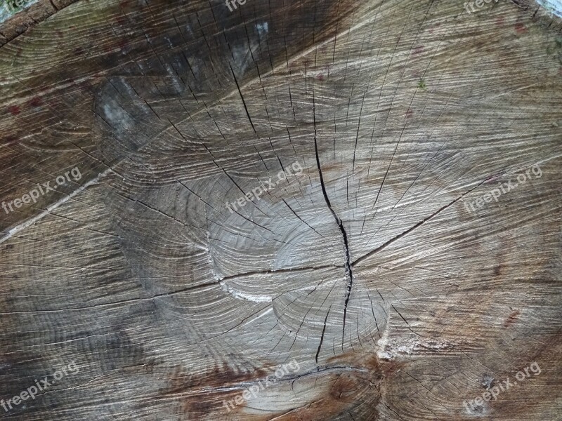 Wood Log Rings Nature Like