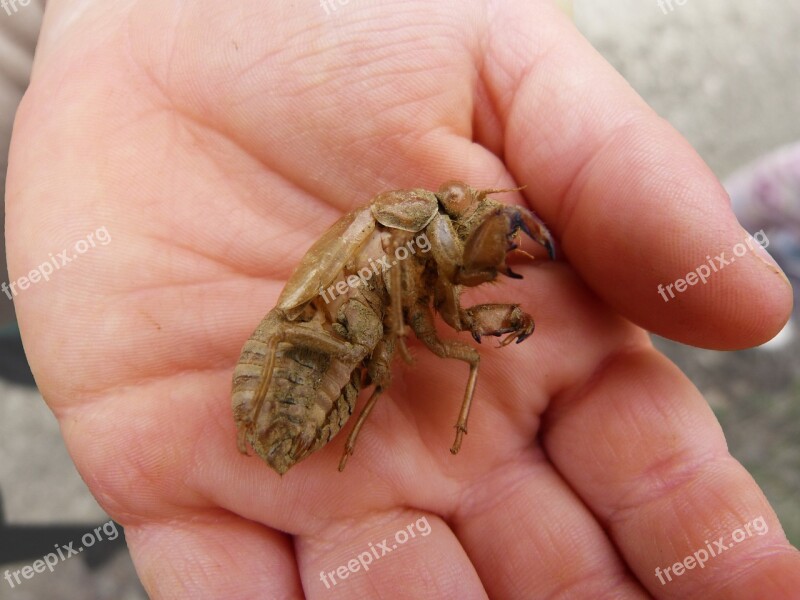 Cicada Skin Muda Molting Skin Hand