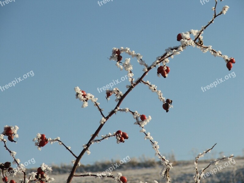 Autumn Icing Darts Winter Nature