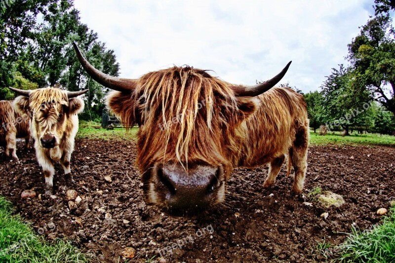 Bull Animal Fisheye Beef Nature