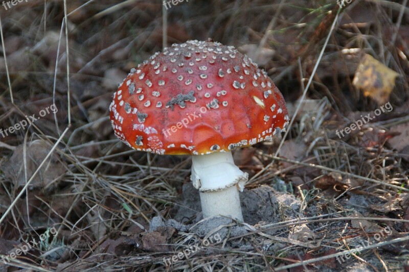 Mushroom Amanita Forest Mushrooms The Collection Of